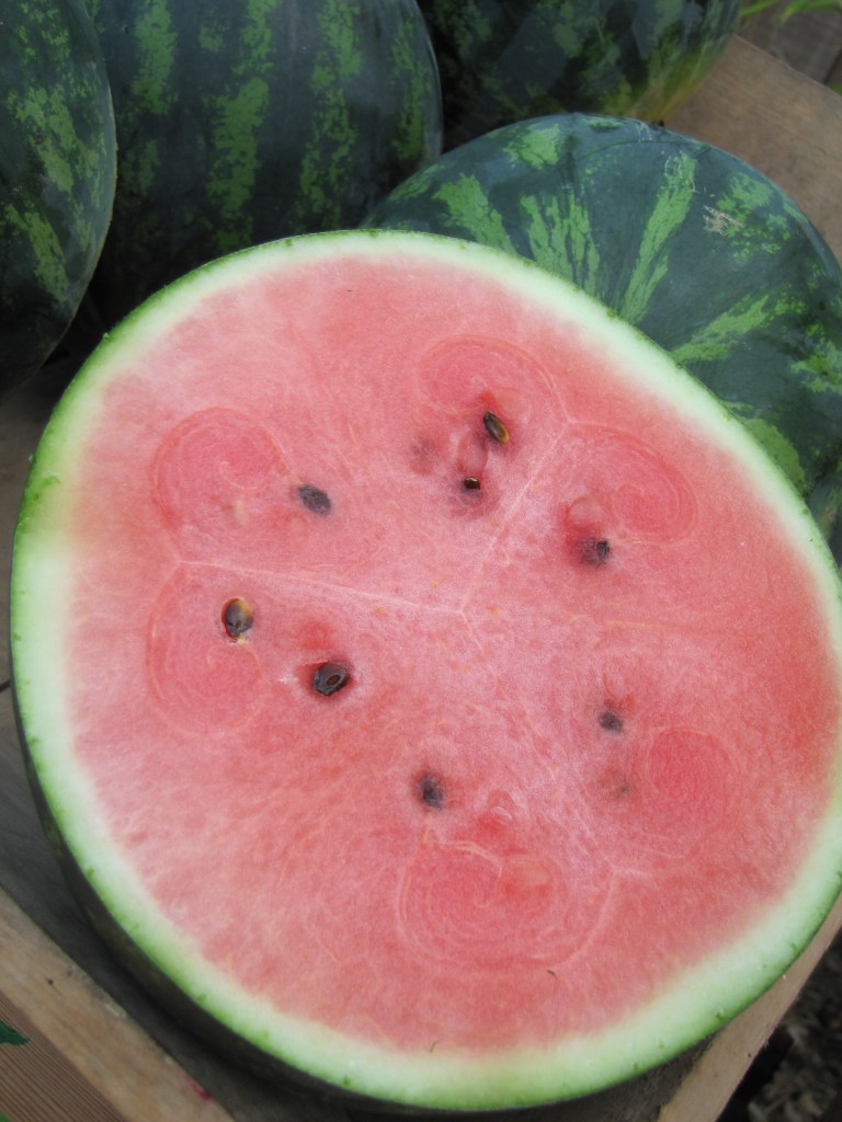 Pastèque des Primeurs