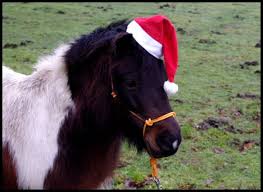 poney noel